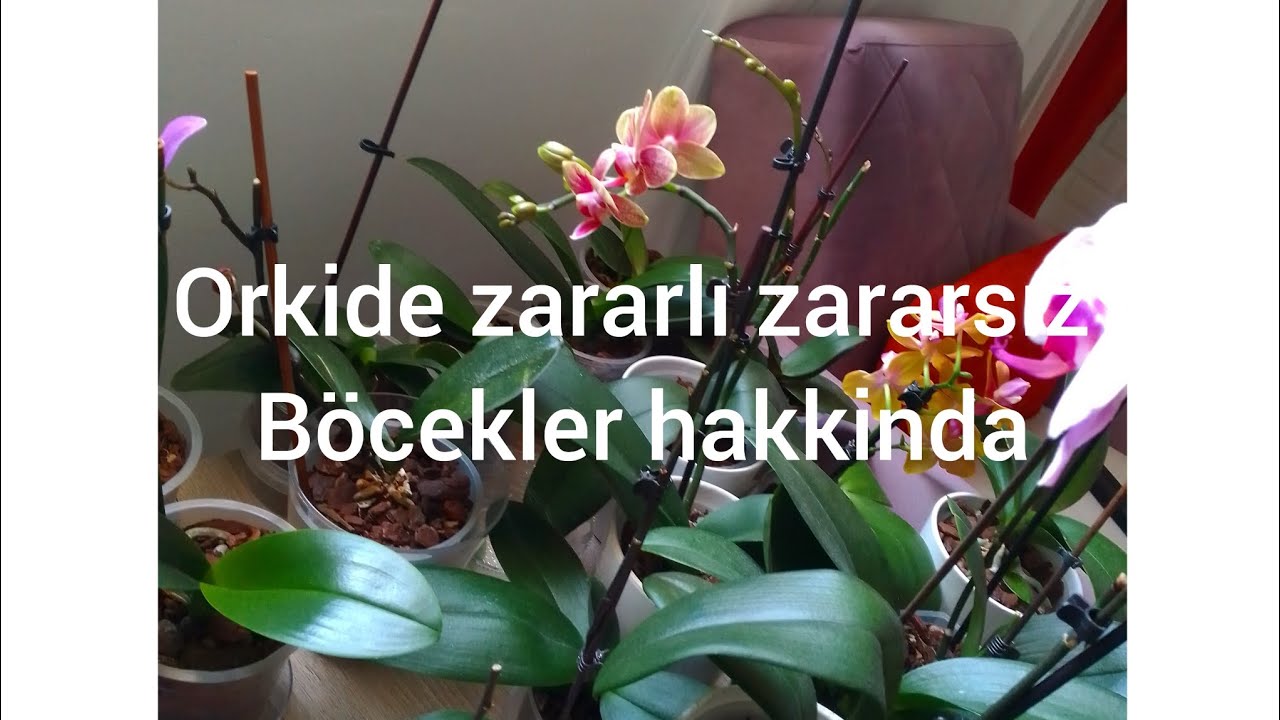 @belkisinhobileri orkide zararlılari  zararsızlari  böcekleri hakkında... #orkidebakımı #flowers