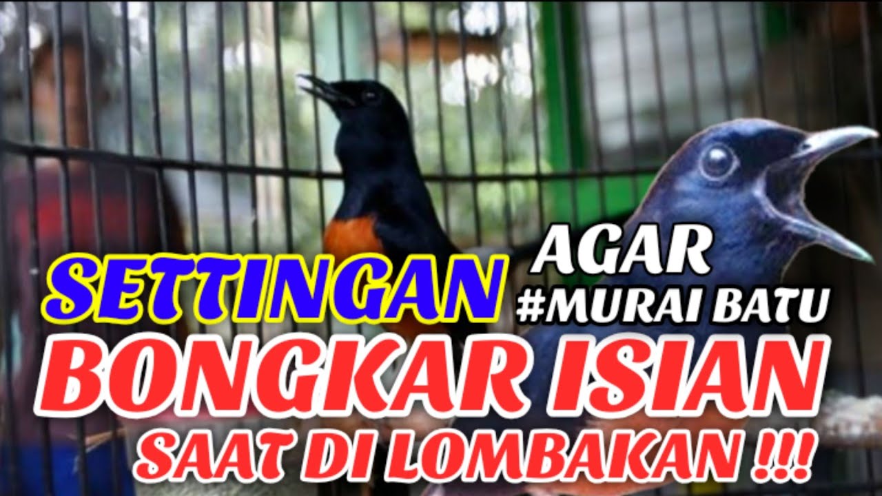 SETINGAN AGAR MURAI BATU BONGKAR ISIAN SAAT LOMBA