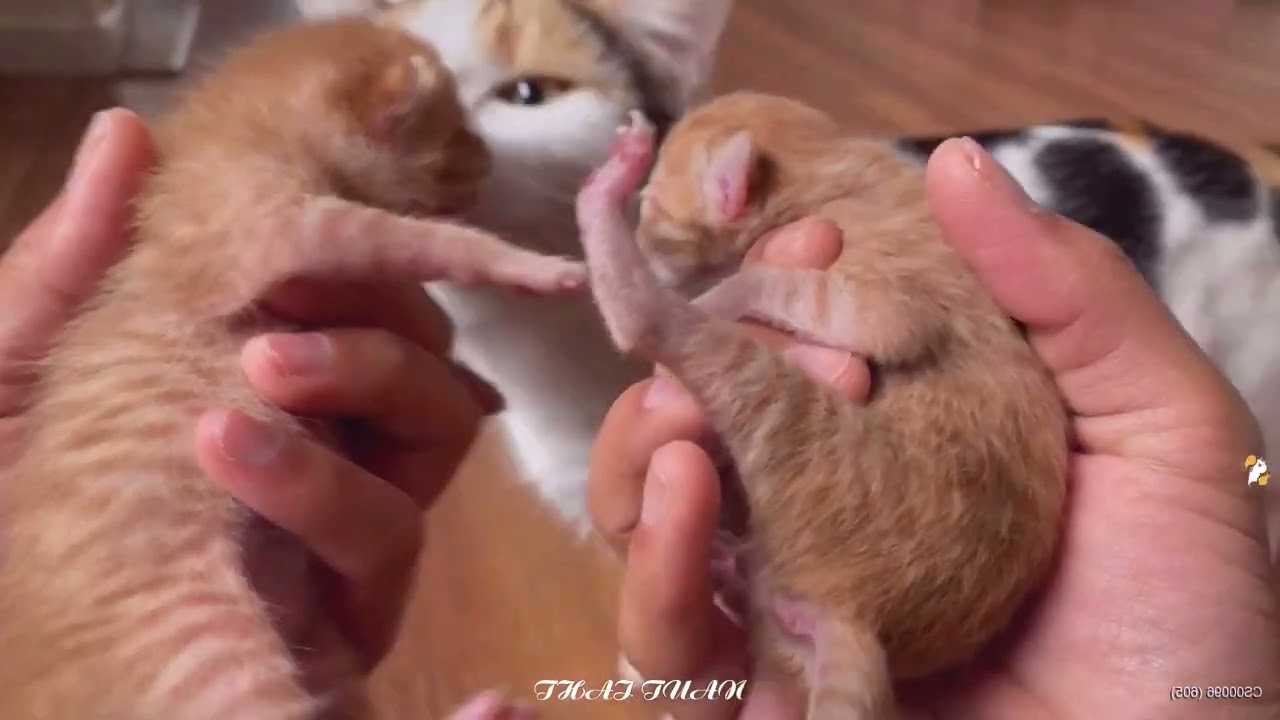 You Laugh You Lose 😹🐶 Funniest Cats and Dogs 2026 🧅 Part #01