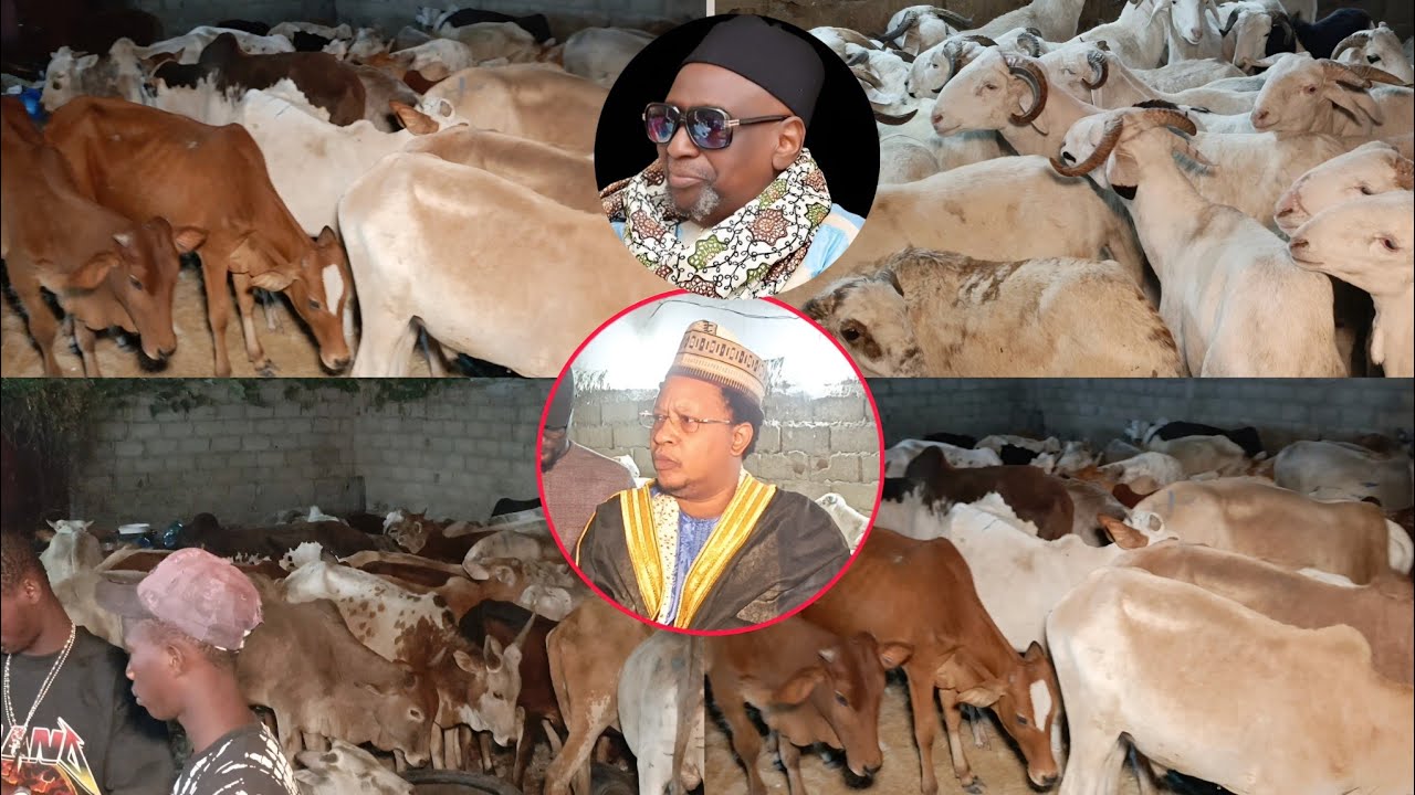 ⭕ziarra ouakam 2025 visite des Enclos de boeuf par thierno cheikh oumar BACHIR tall