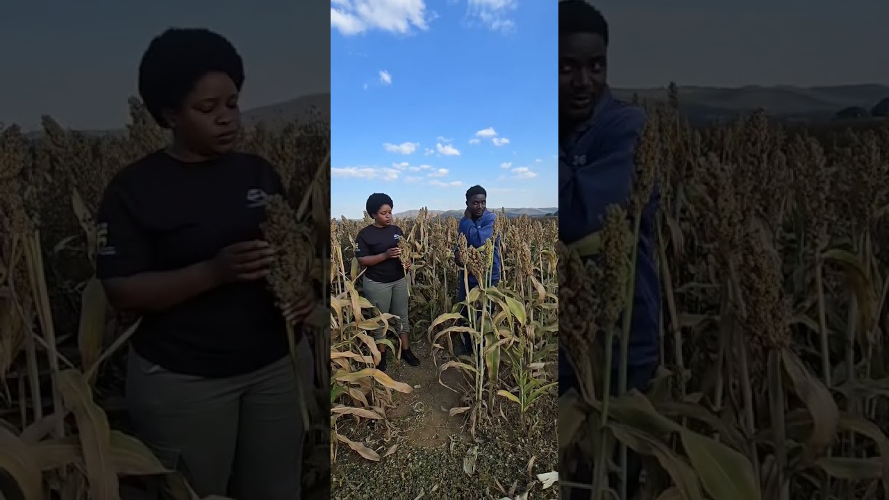 Seed Co Group Agronomy 85th Anniversary INSIGHTS #Pepsia farm Zimbabwe.