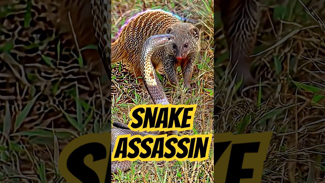 This Cute Animal Has a Secret Superpower!