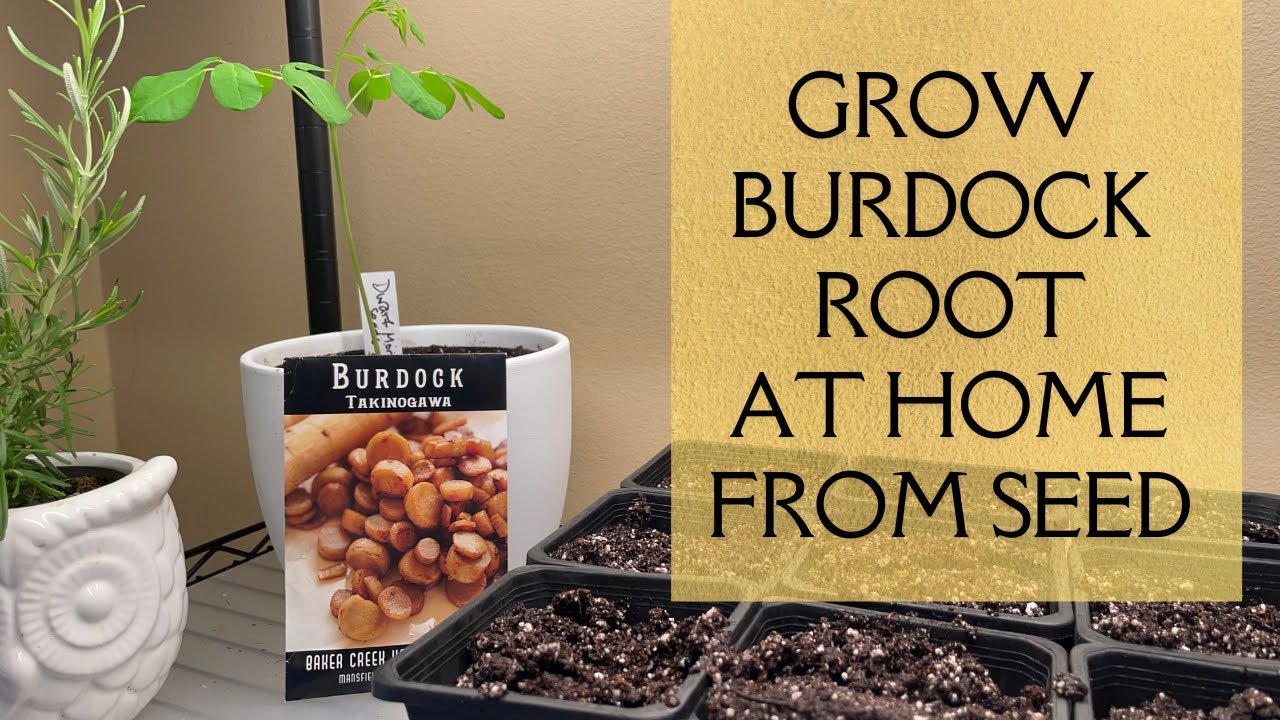 Burdock Root - 7 Varieties - Grow Your Own At Home From Seed - Cold Climate Gardening - MN Zone 4
