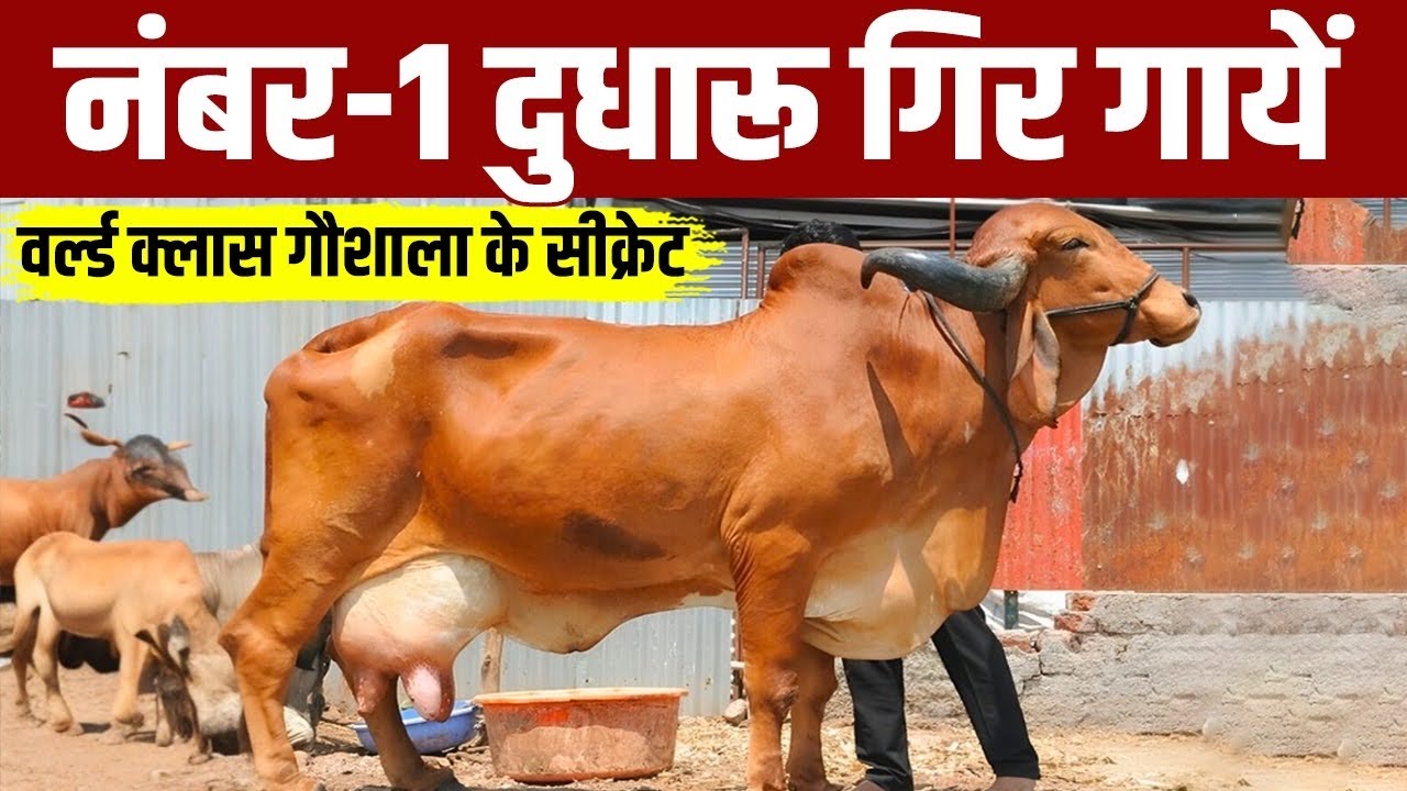 #gir गाय ने दिया पहले ब्यात में 18 लीटर दूध👌 ऐसे होंगे गौपालक मालामाल 👍 #breeding के अद्भुत परिणाम