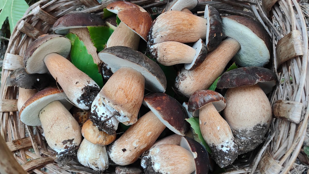 I porcini 