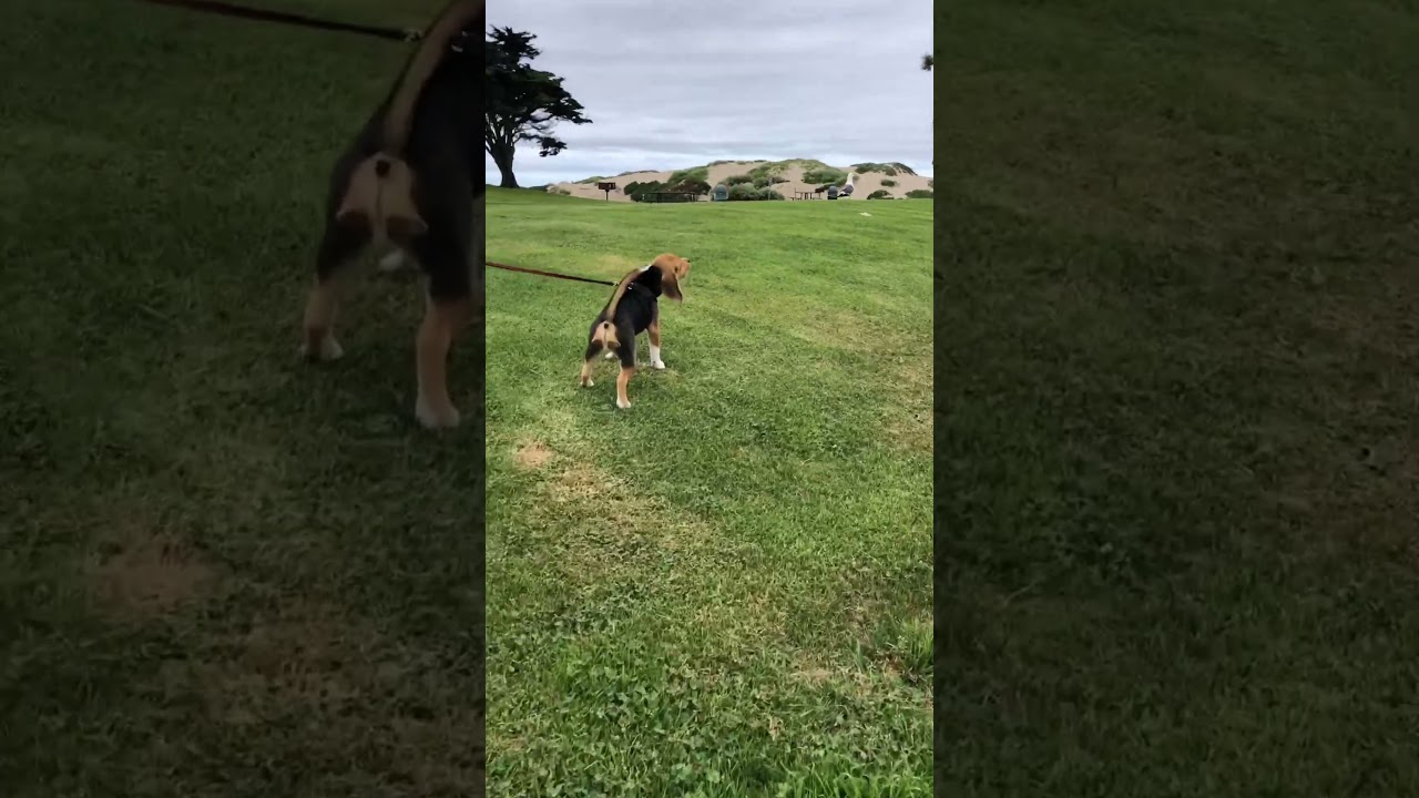 Beagle Pup Baying