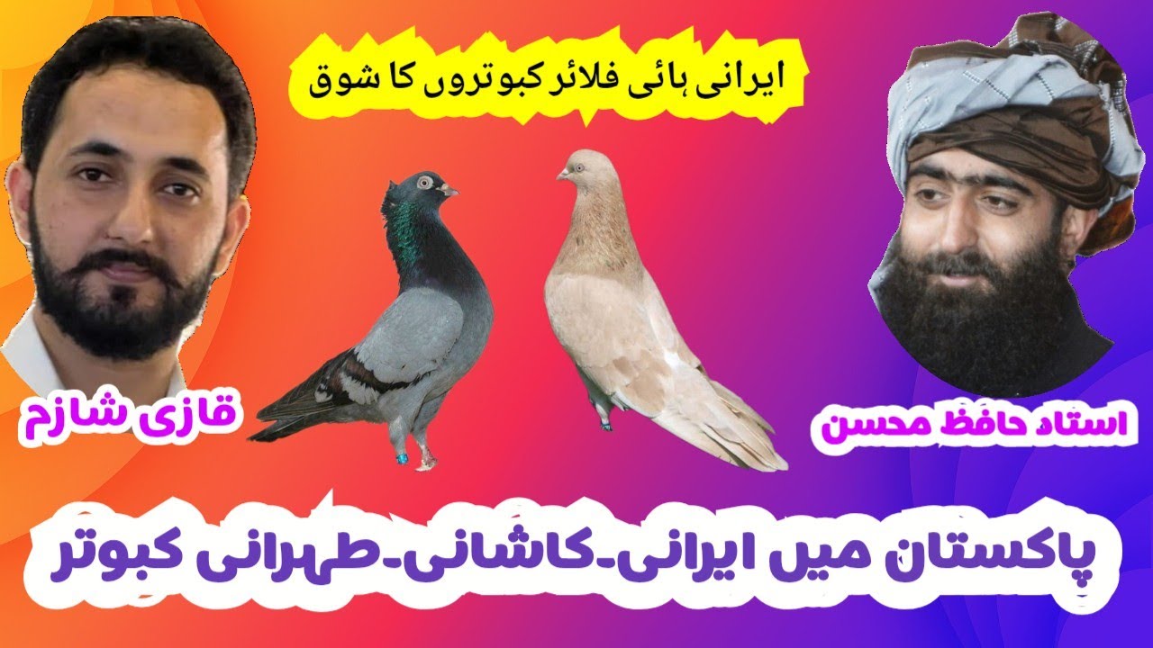 Iranian High Flyer Pigeons In Pakistan