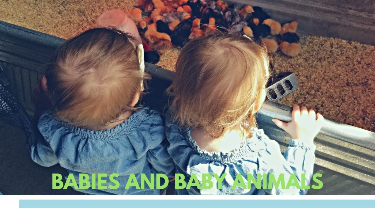 BABY TWINS VISIT BABY ANIMALS!