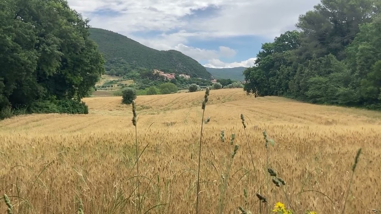 SPRING golden field 1min 1 shot ASMR