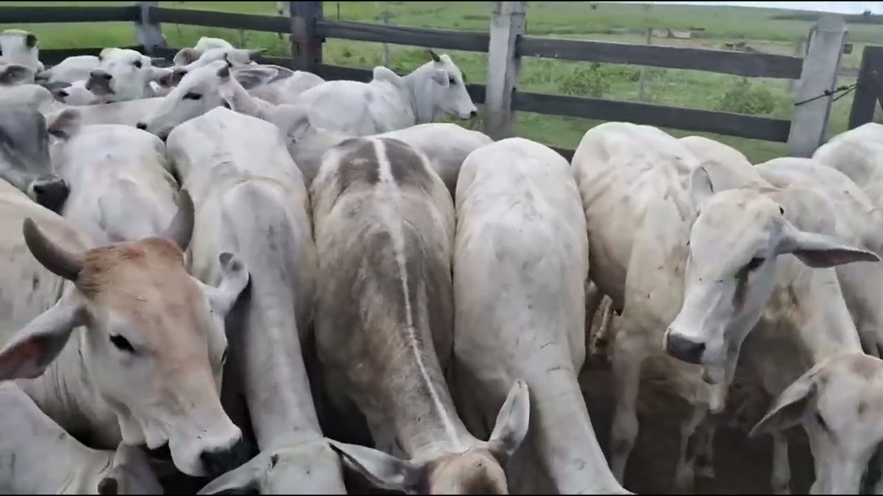 Qual foi o ganho de peso na engorda das novilhas a pasto? Qual o GMD das novilhas nas águas? 