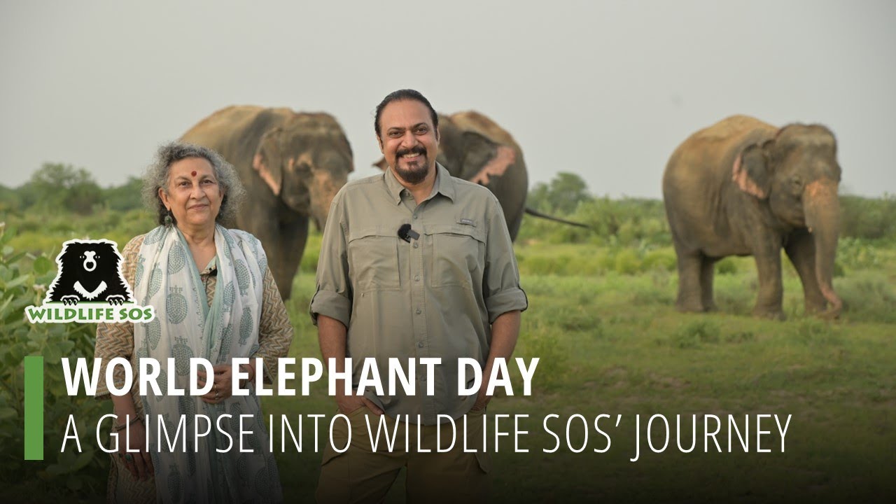 World Elephant Day: A Glimpse Into Wildlife SOS' Journey