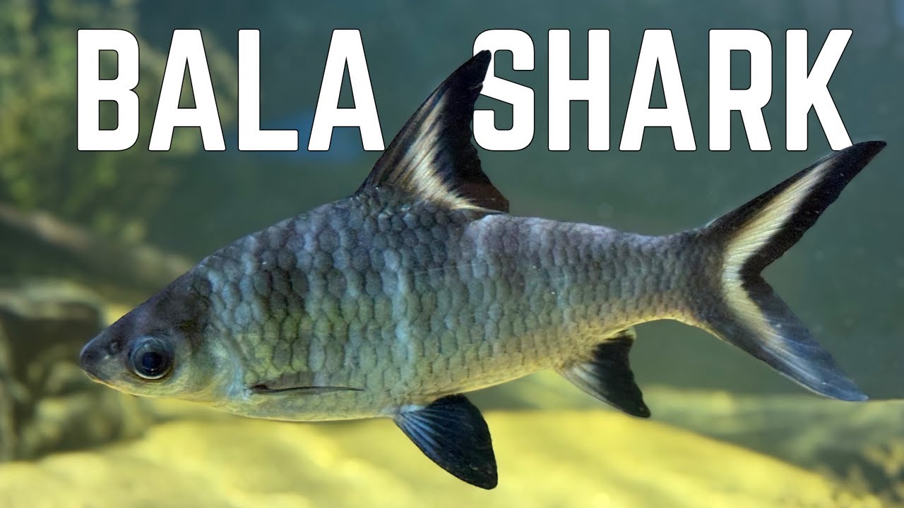 How to Keep Bala Sharks (Complete Care Guide)