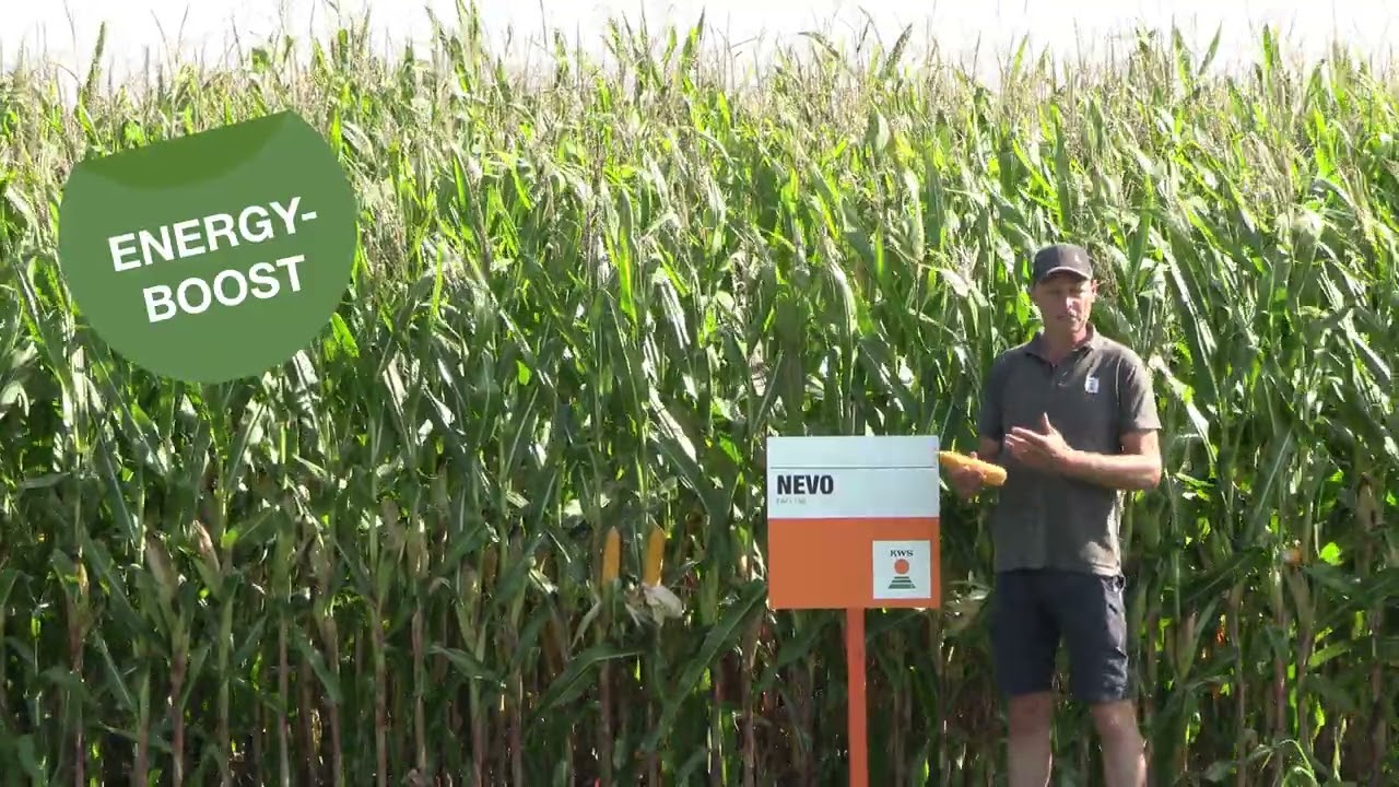 KWS NEVO (FAO 180) - Vroegrijpheid op z'n best! #EnergyBoost