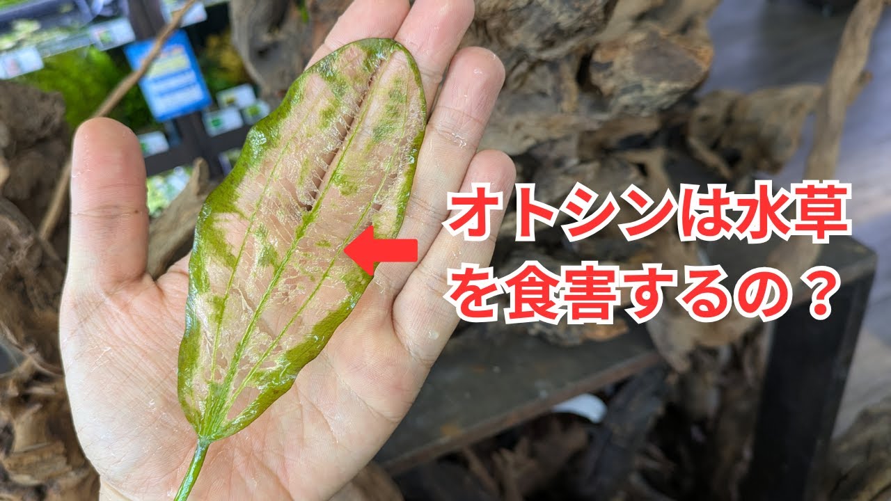 オトシンクルスはエキノドルスの〇〇〇を食べます！