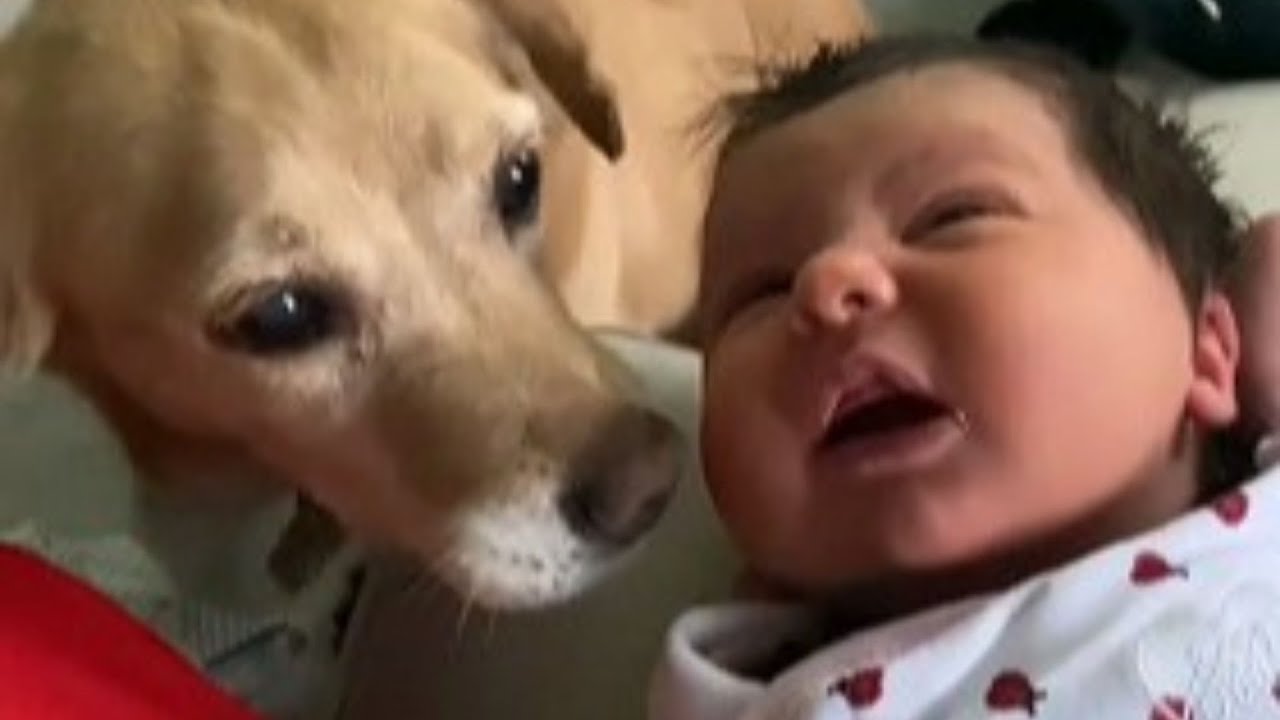 Dog Sneaks Into Couple's Home At 3 AM, You Won't Believe What Happens Next!