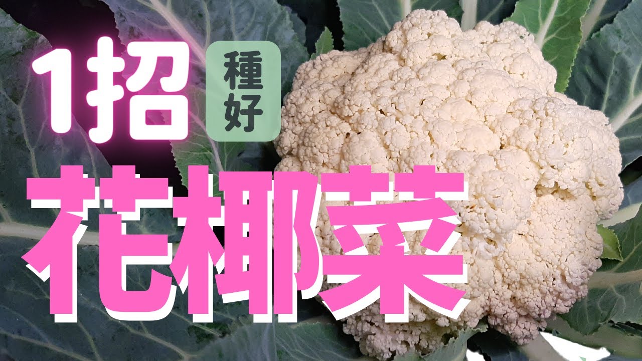 只要1個步驟！種出美白花椰菜！ | How to grow Cauliflower |《葛斯怎麼種》35