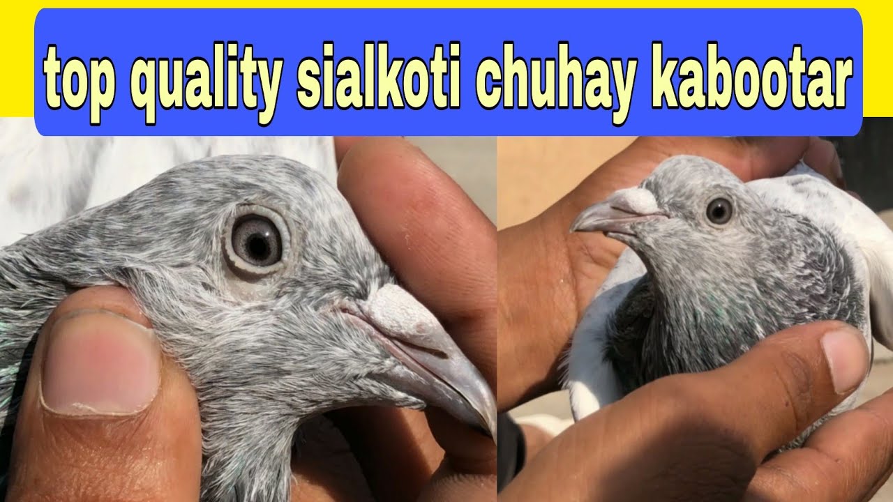 original sialkoti chuhay kabootar for sale03206920917