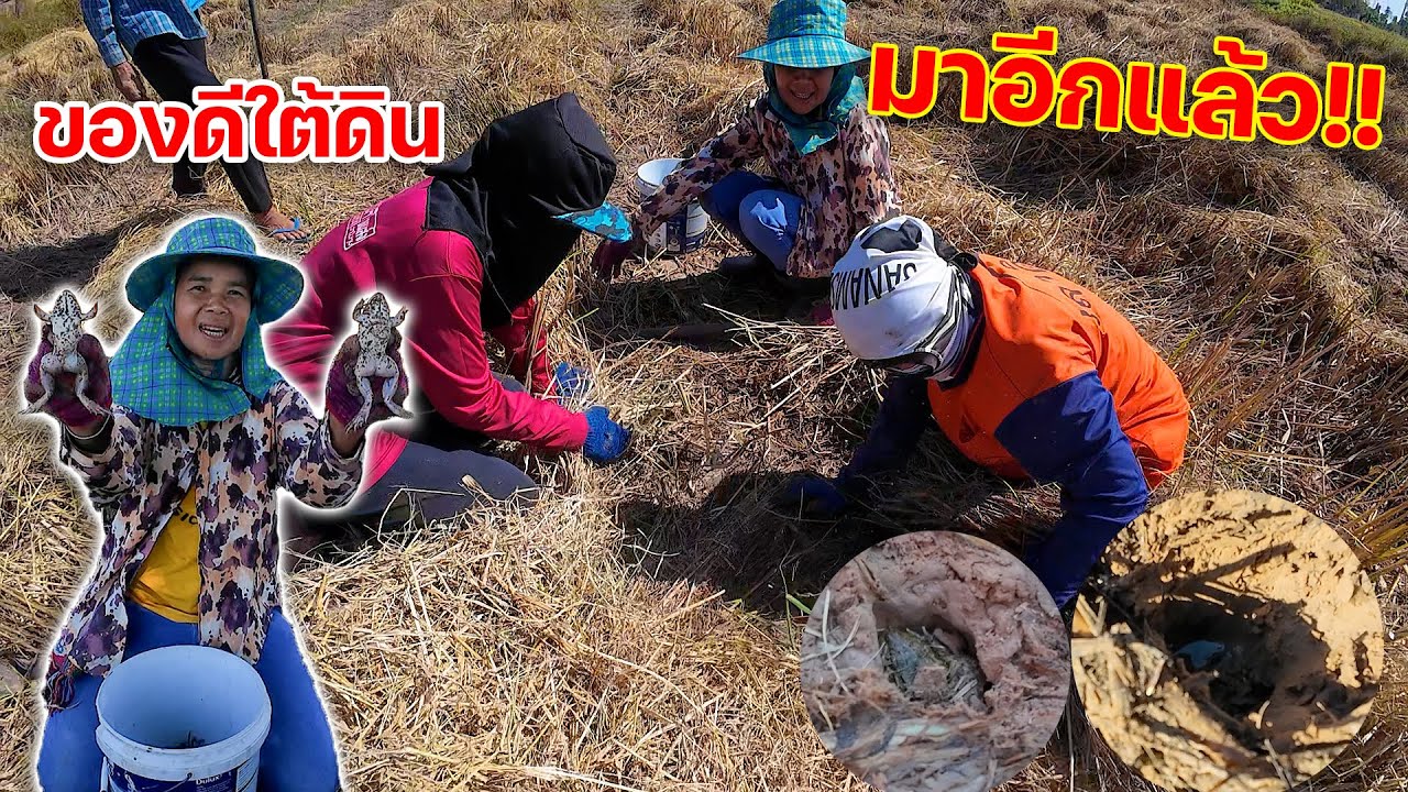 มาอีกแล้ว!! ของดีใต้ดิน หากบเข้าไงกลางทุ่งนา