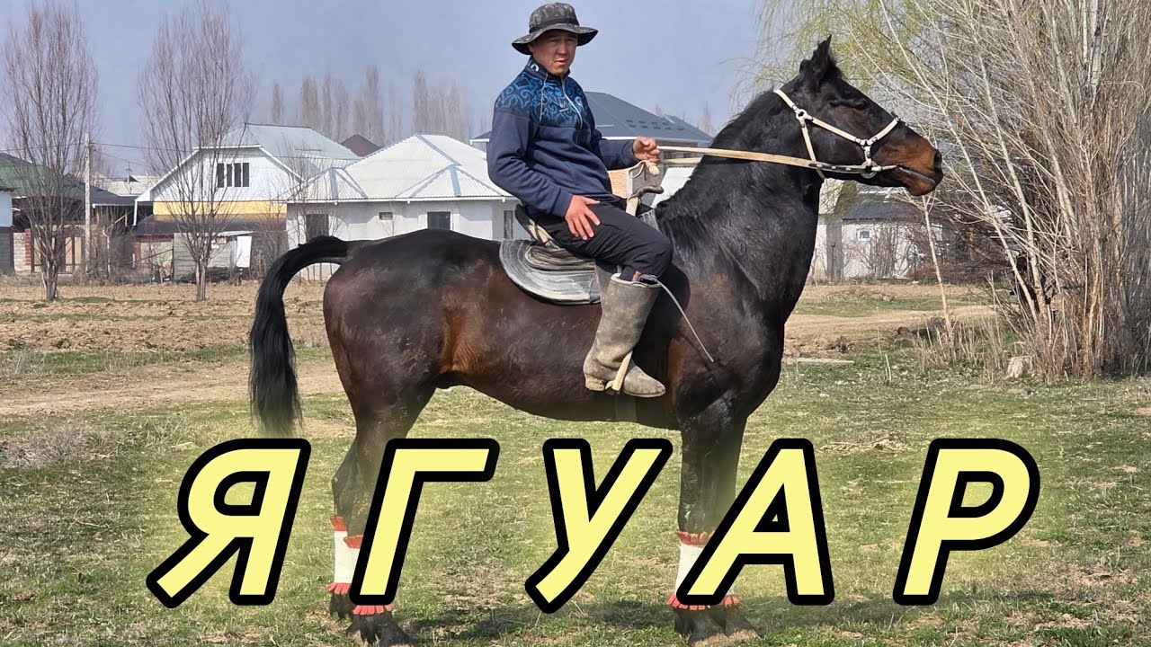 ЯГУАР КАМБАРДАН ЧЫКТЫ