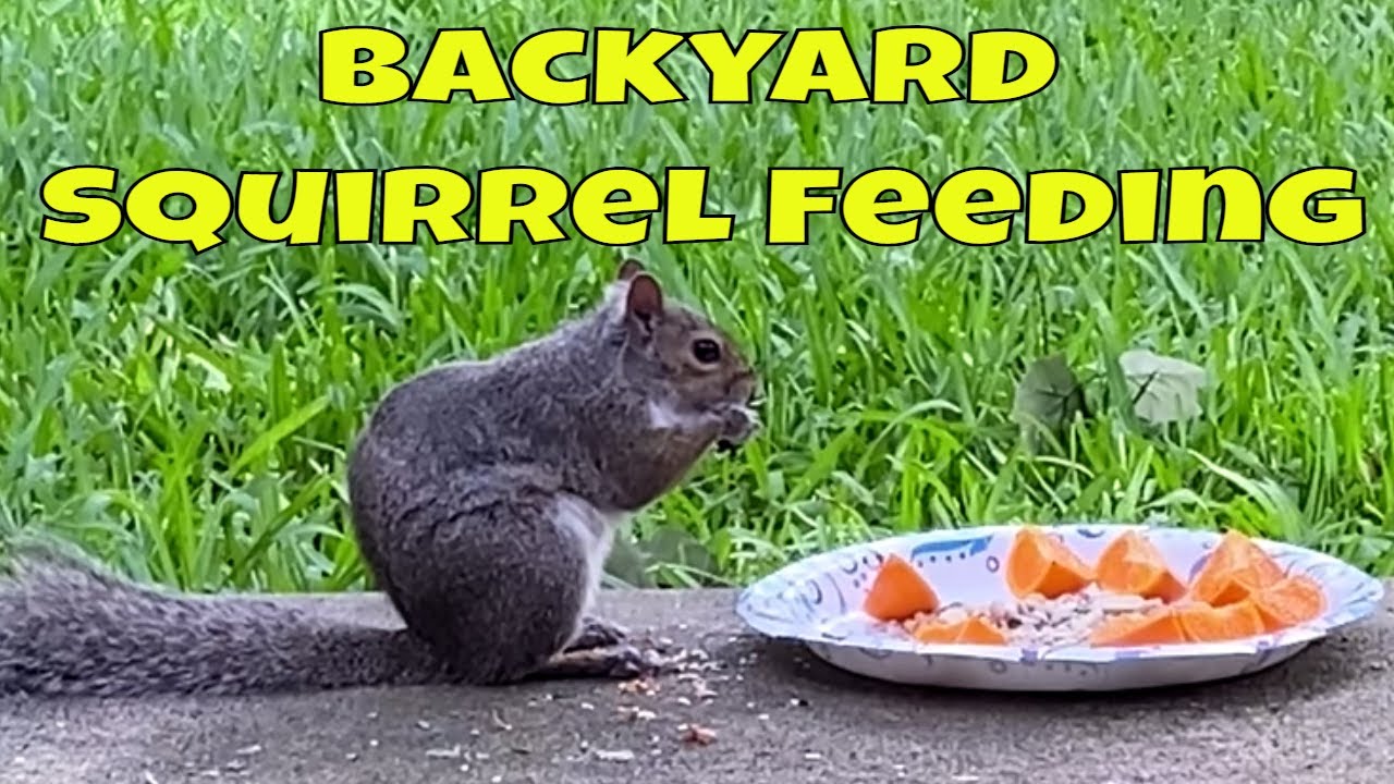 Squirrel Backyard Feeding - What To Feed Squirrels