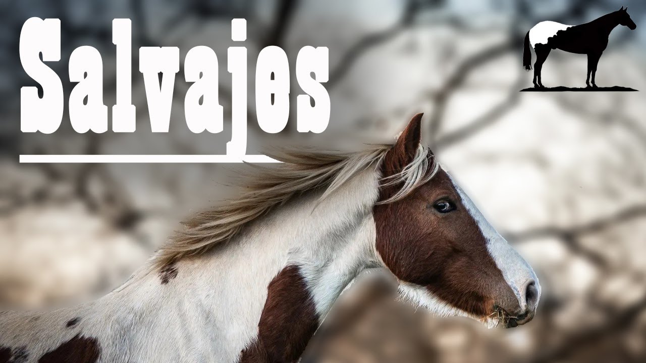 Últimos Caballos Salvajes De Europa🐴-Del Cerro Soy