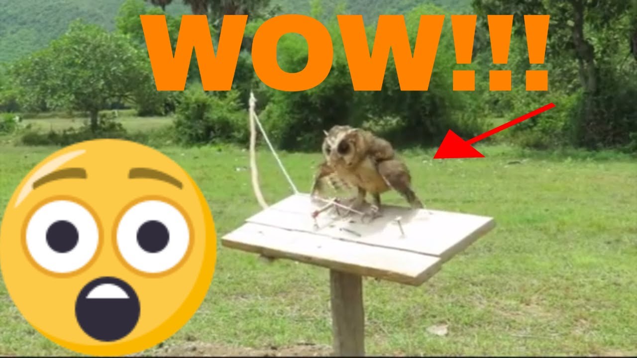 Owl Bird Trap Using Chick and Nail