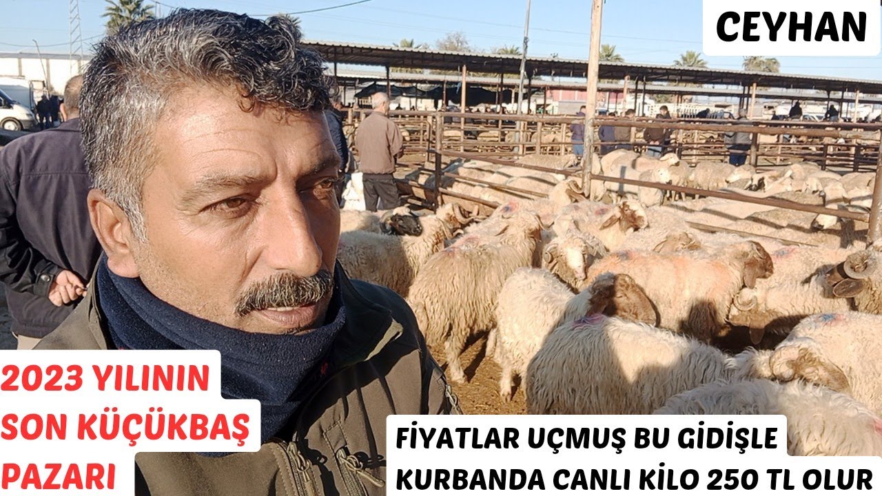 29 ARALIK 2023 CEYHAN KÜÇÜKBAŞ HAYVAN PAZARI #kurban #keşfet #kuzulukoyun #köyhayatı #adak