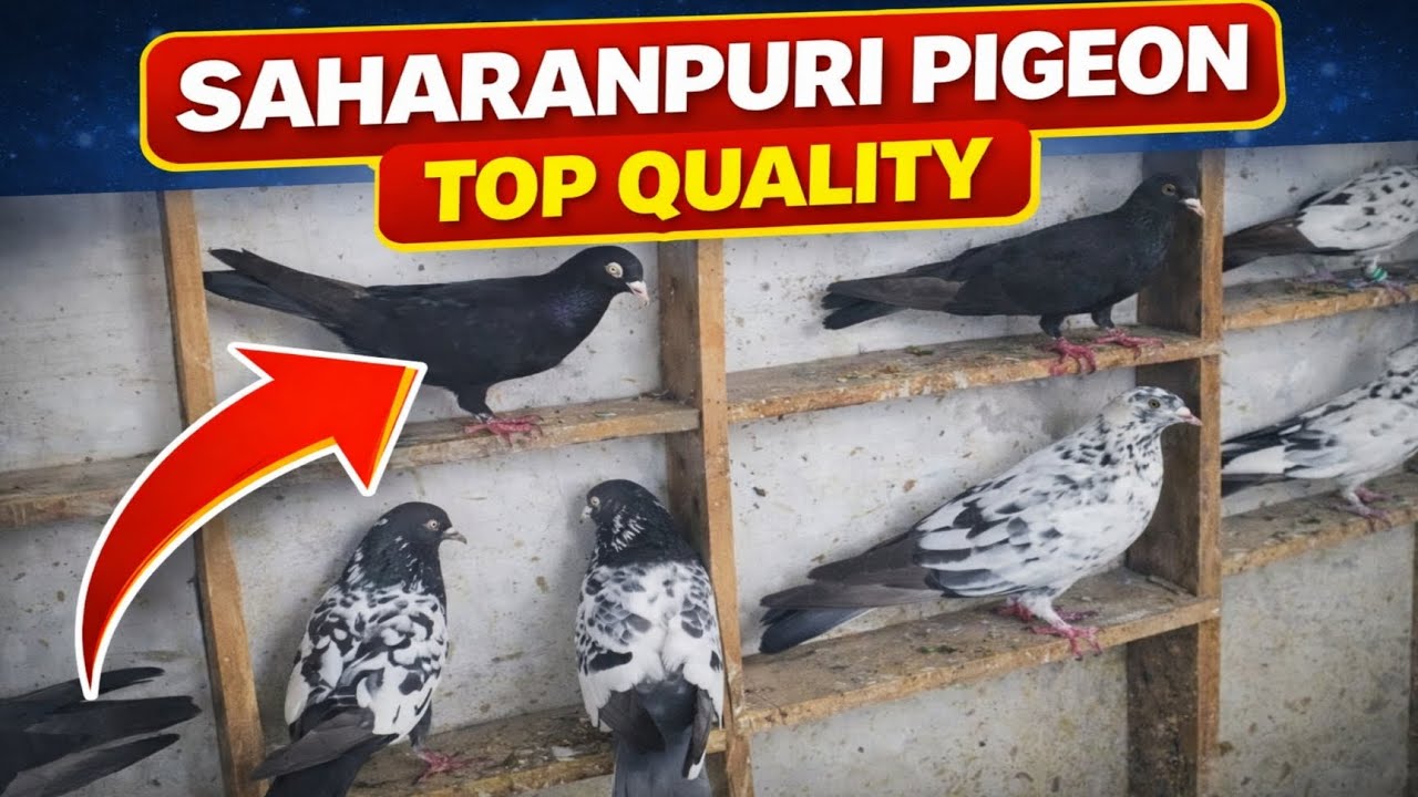 Saharanpuri Pigeon Top Quality 😱