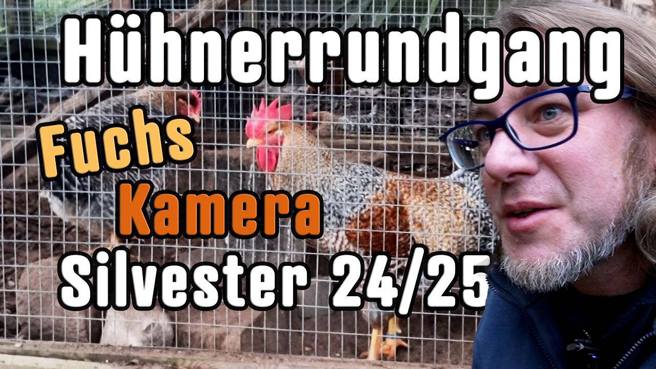 Hühnerrundgang Silvester ´24 ´25: Hühner Überwachungskamera & Fuchsopfer; Zuchtüberlegungen