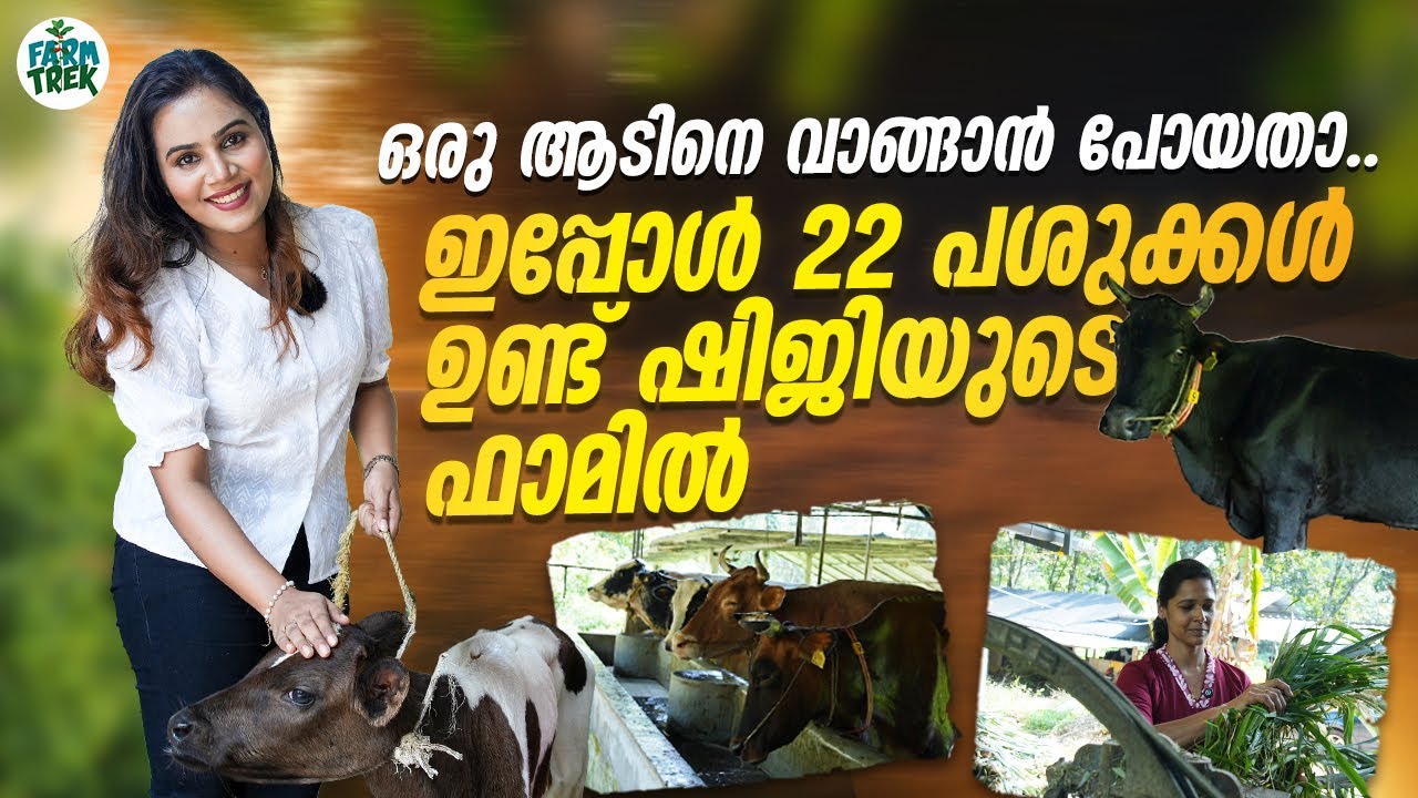 ഒരു ആടുമായി തുടങ്ങിയ യാത്ര; ഇന്ന് 22 പശുക്കളുടെ ഫാമിന്റെ ഉടമ! | Shiji's Inspiring Dairy Farm Story