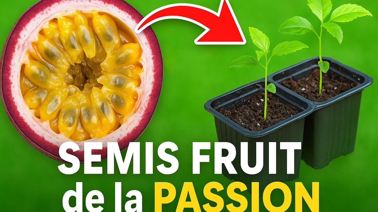 🍈 Semer et Cultiver le Fruit de la Passion avec un FRUIT du supermarché !