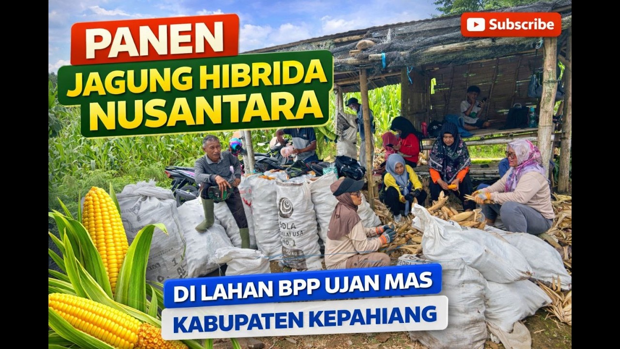 PANEN JAGUNG PERTAMA BPP | PANEN JAGUNG HIBRIDA NUSANTARA