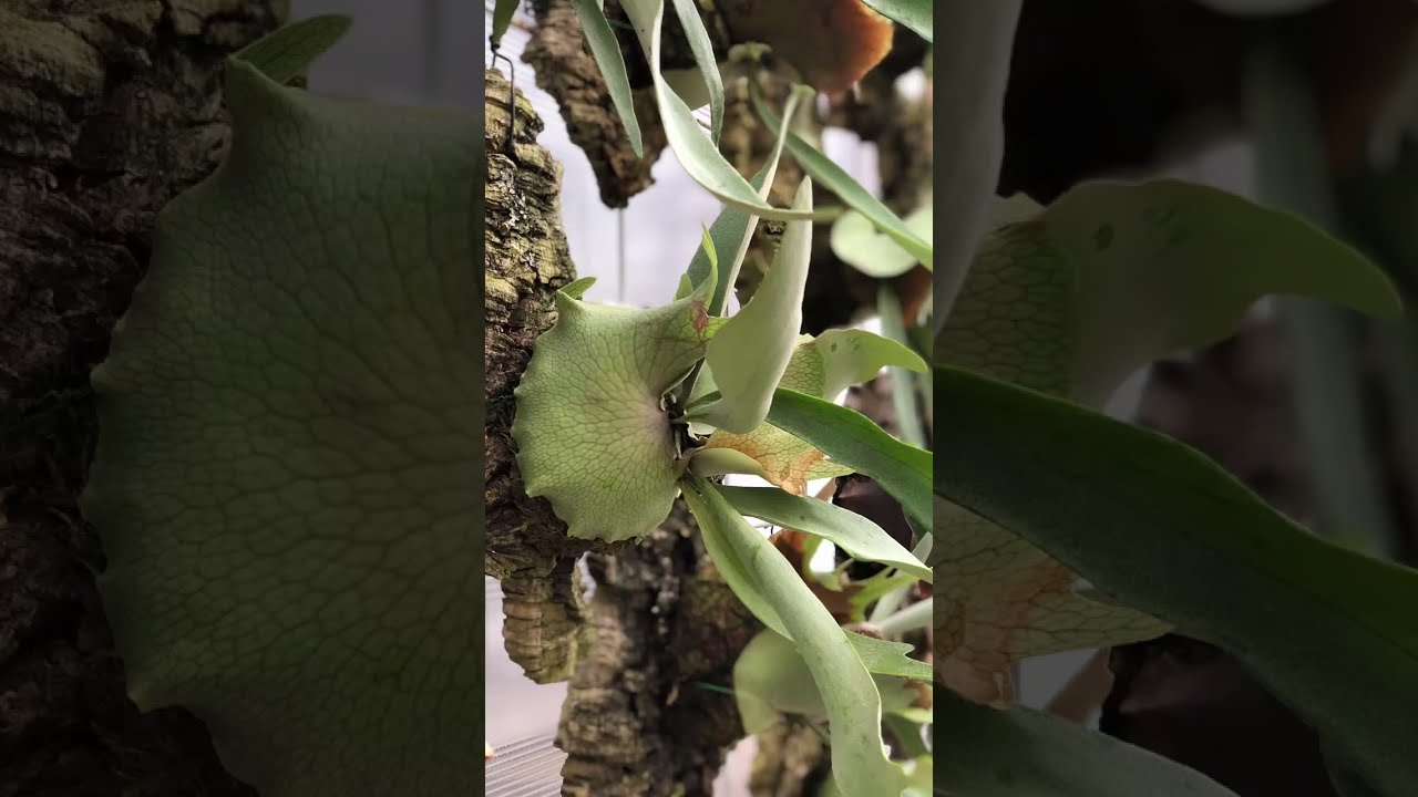 ほんわかアロイダーズ がライブ配信中！