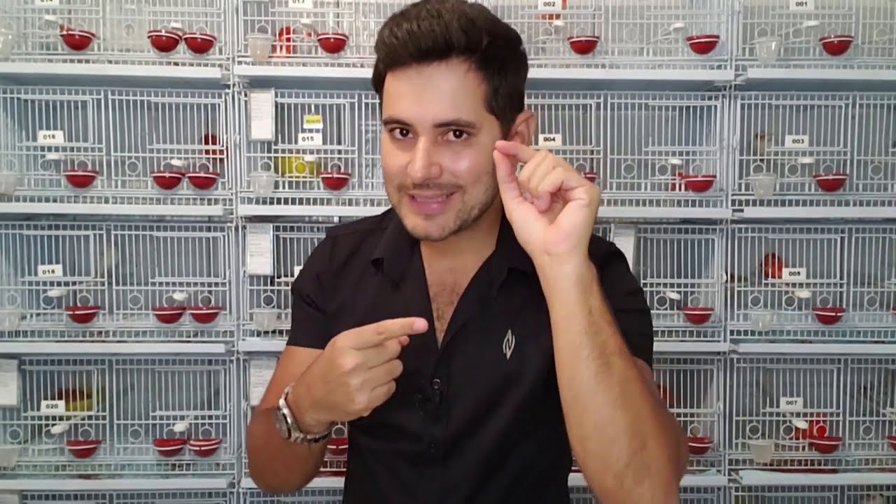PREÇO DOS CANÁRIOS: DIFERENÇAS ENTRE O VALENTIM 2007 PARA O VALENTIM 2021!