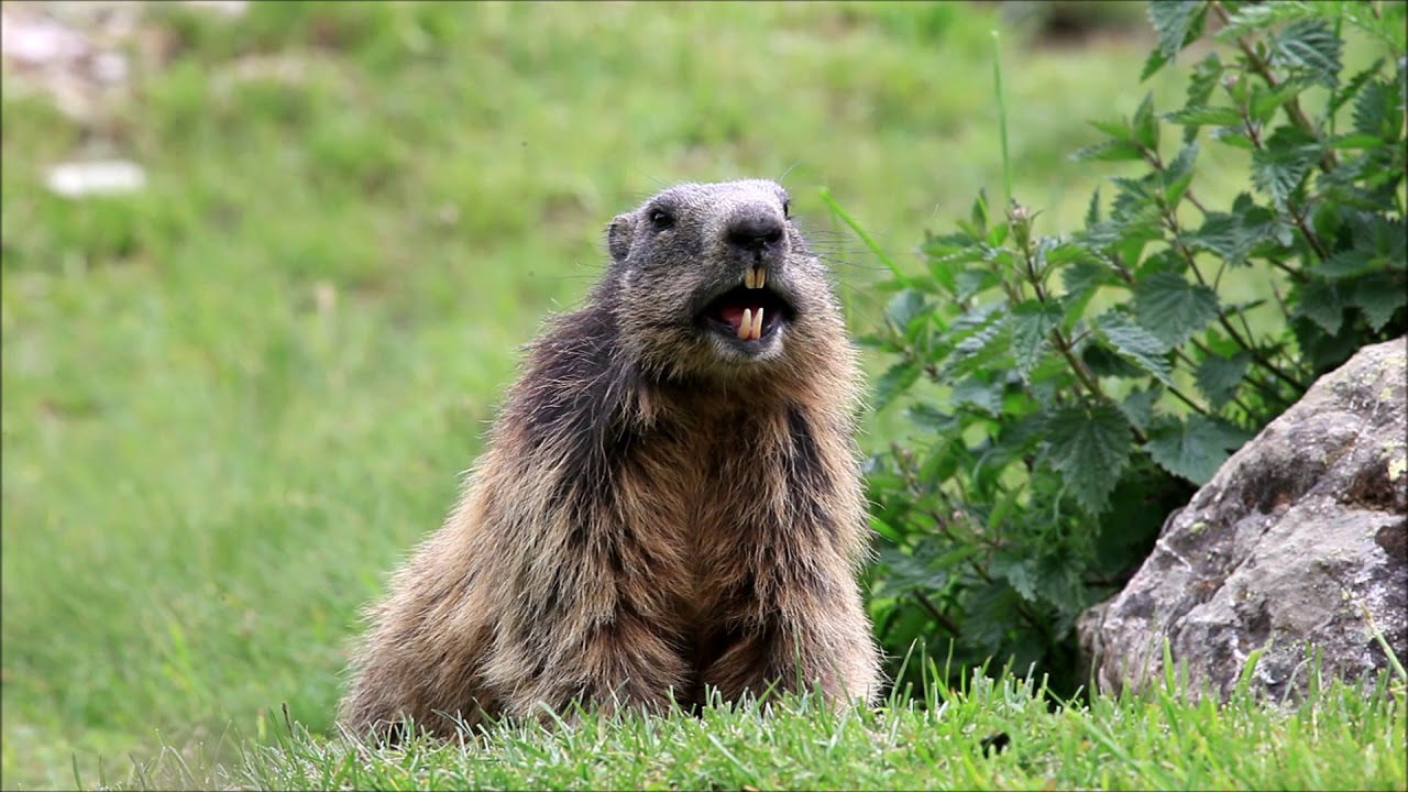 marmotte siffleuse