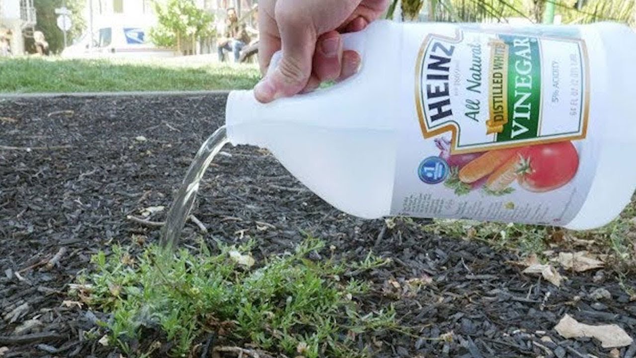 Schau was passiert, wenn du Essig im Garten benutzt!