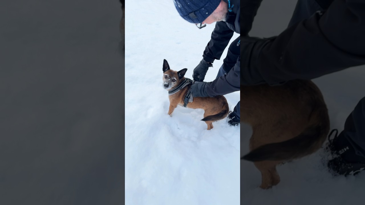 Well behaved ❤️ #dog #hund #v&auml;luppfostrad #stray #rescue #gatuhund #mixedbreed #snow #winter #love