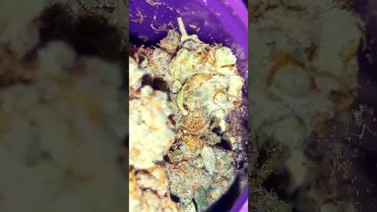 jelly #legal #youtubeshorts #medicalmarijuana #420 #weed #bud #smoke #marijuana