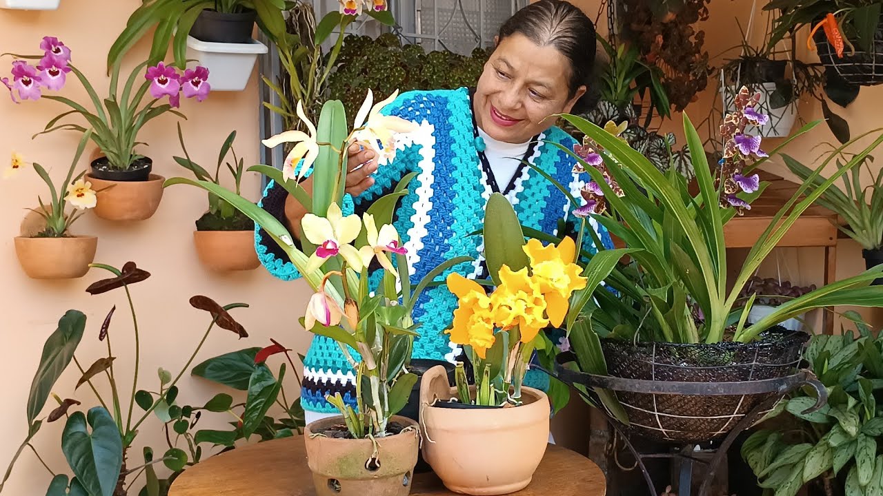 Así va Creciendo mi Colección de Orquídeas 🌺😘🏡