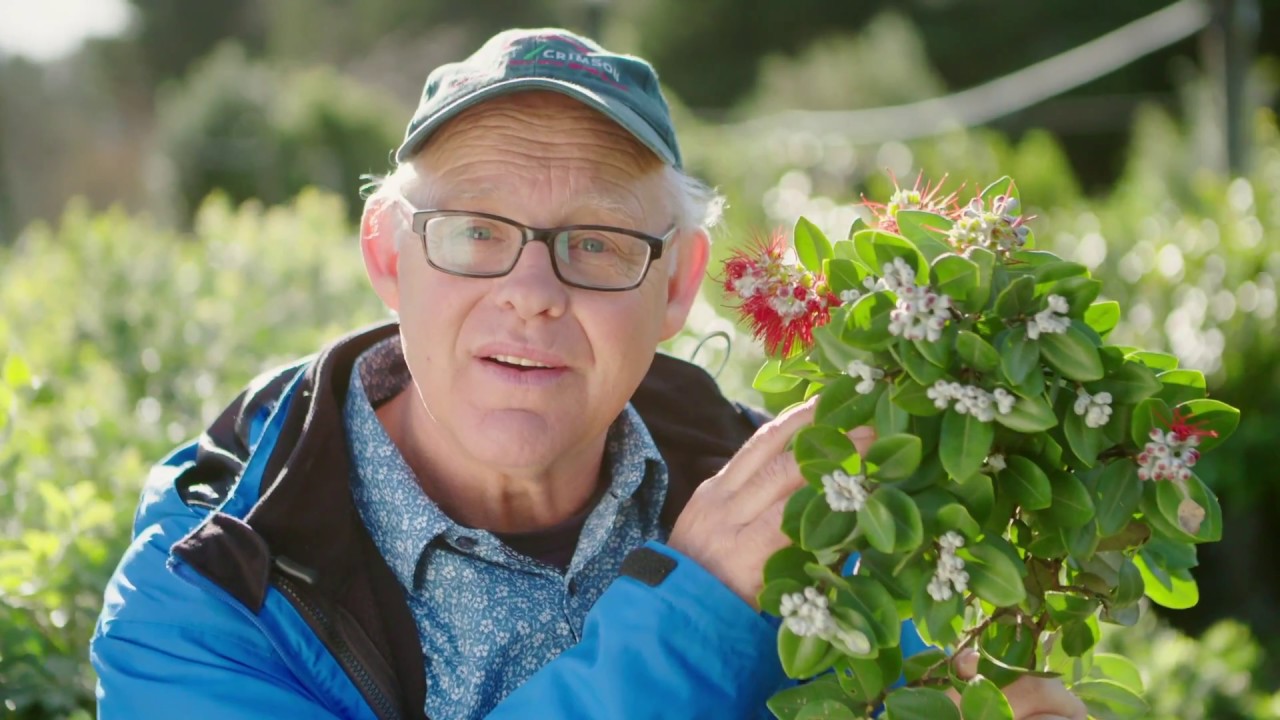 Help Ruud 'the Bug Man' find myrtle rust.