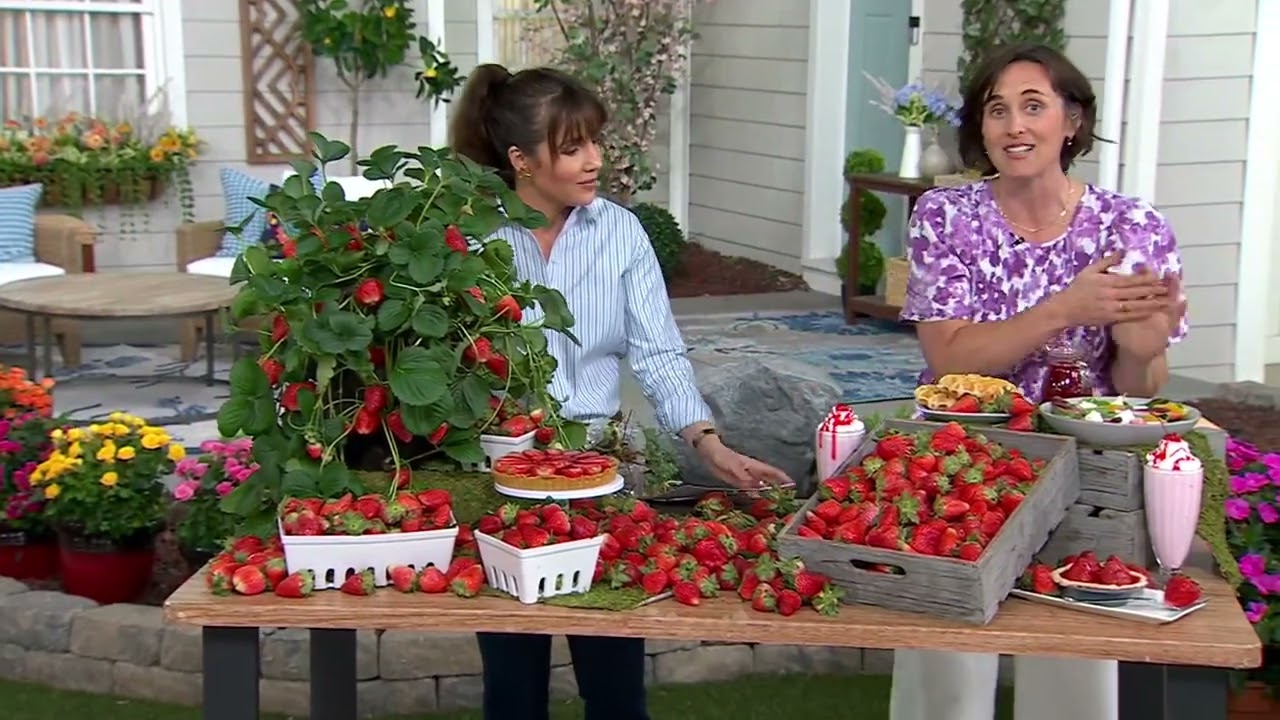 Cottage Farms 24-Piece Eversweet Strawberries Live Plants on QVC