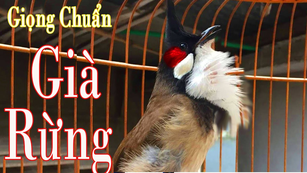 💖Luyện Giọng VÍP Cho Chào Mào [ CHÀO MÀO SÔNG KÔN ] Má Trắng,Chào Mào Non Dễ Học - Giọng Hay