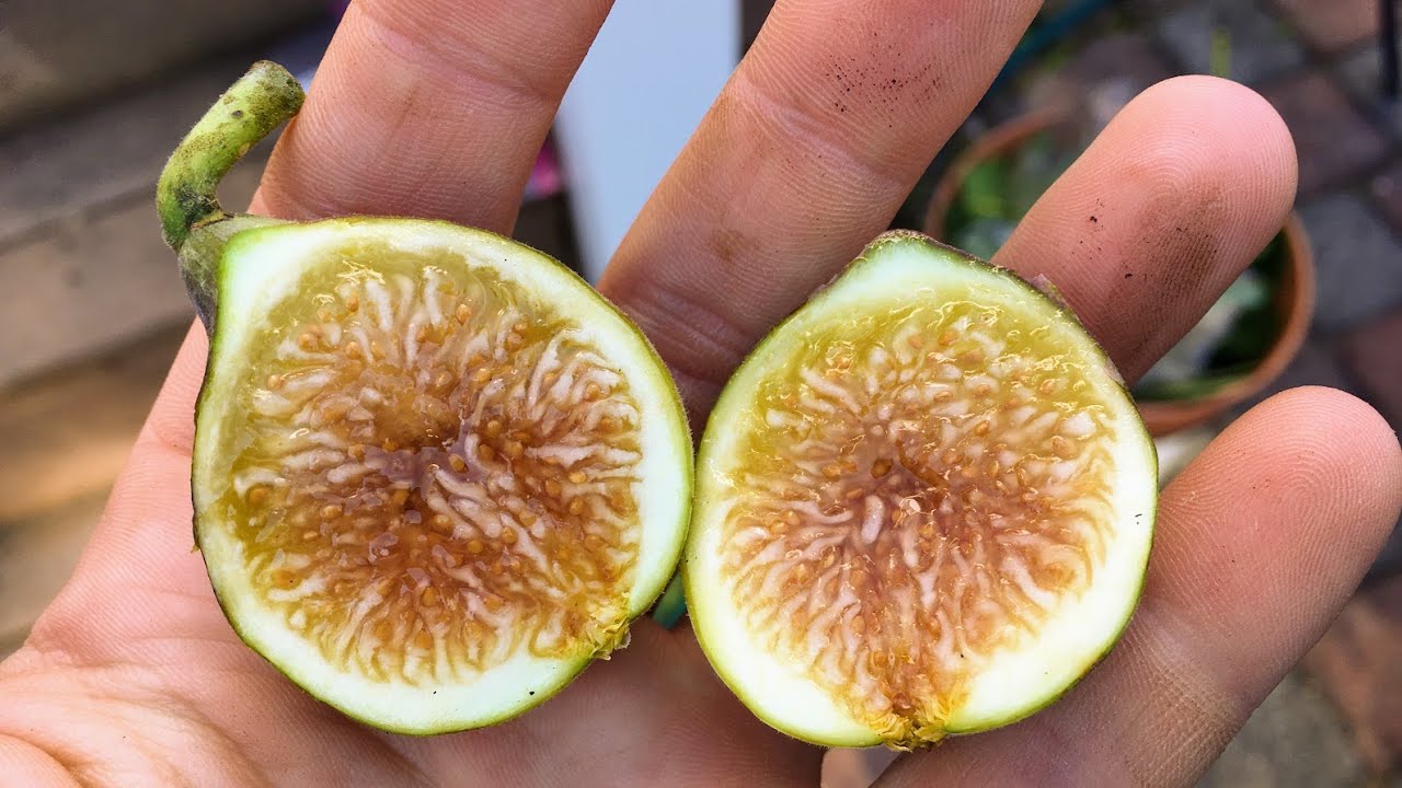 Sweet Joy - My Most Uniquely Flavored Fig