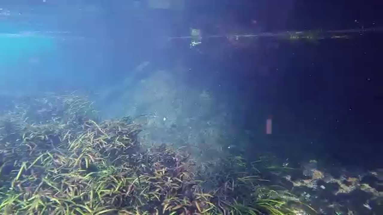 Striped Bass Ichetucknee 03-15-2015