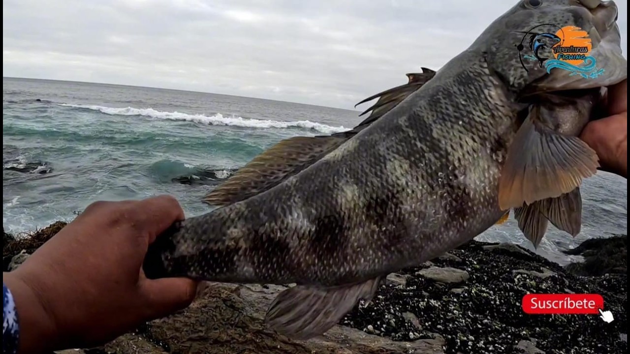 ⚠️ PESCA EXTREMA EN PEÑA ⚠️ CABRILLA de 3 K y CORVINAS 😲🎣 Así cerramos el AÑO y arrancamos OTRO 🐟