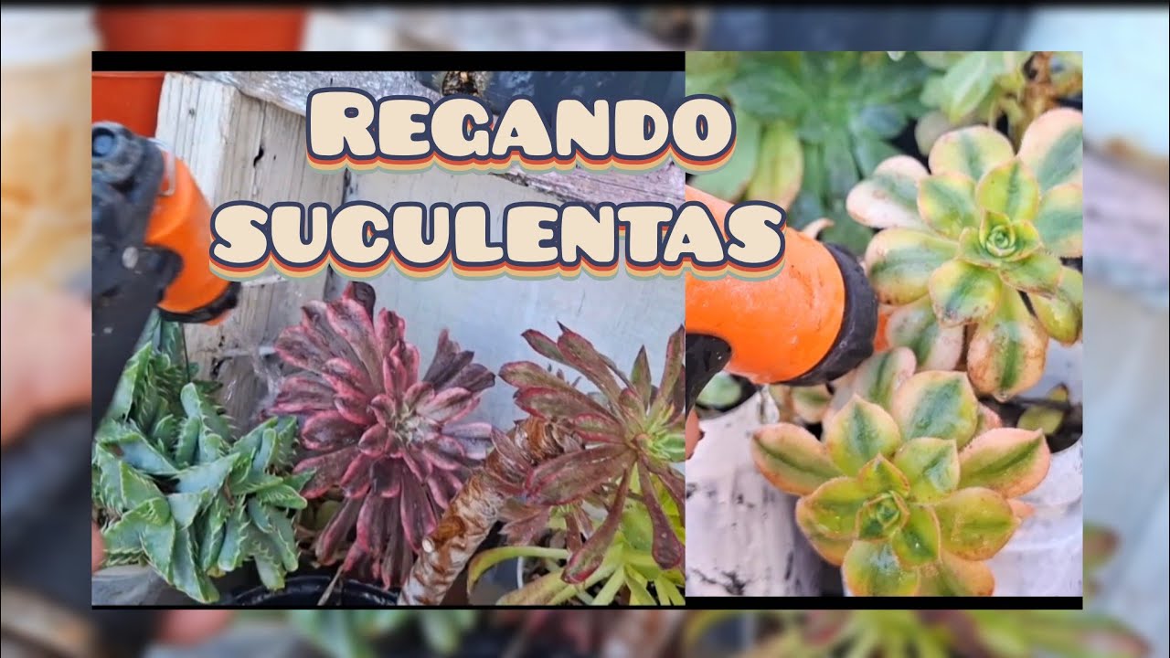 REGANGO AEONIUM 