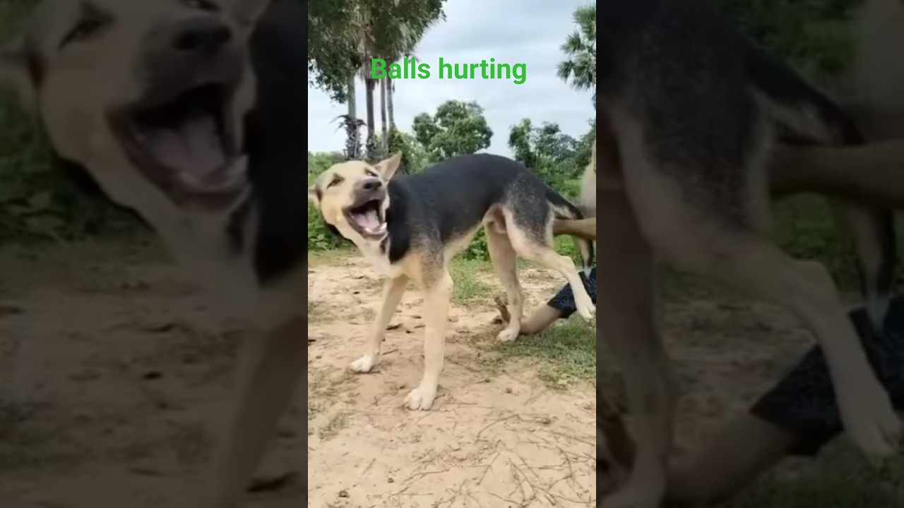Crazy friend MONKEY pulls dog balls #wildlife #naturalwonder