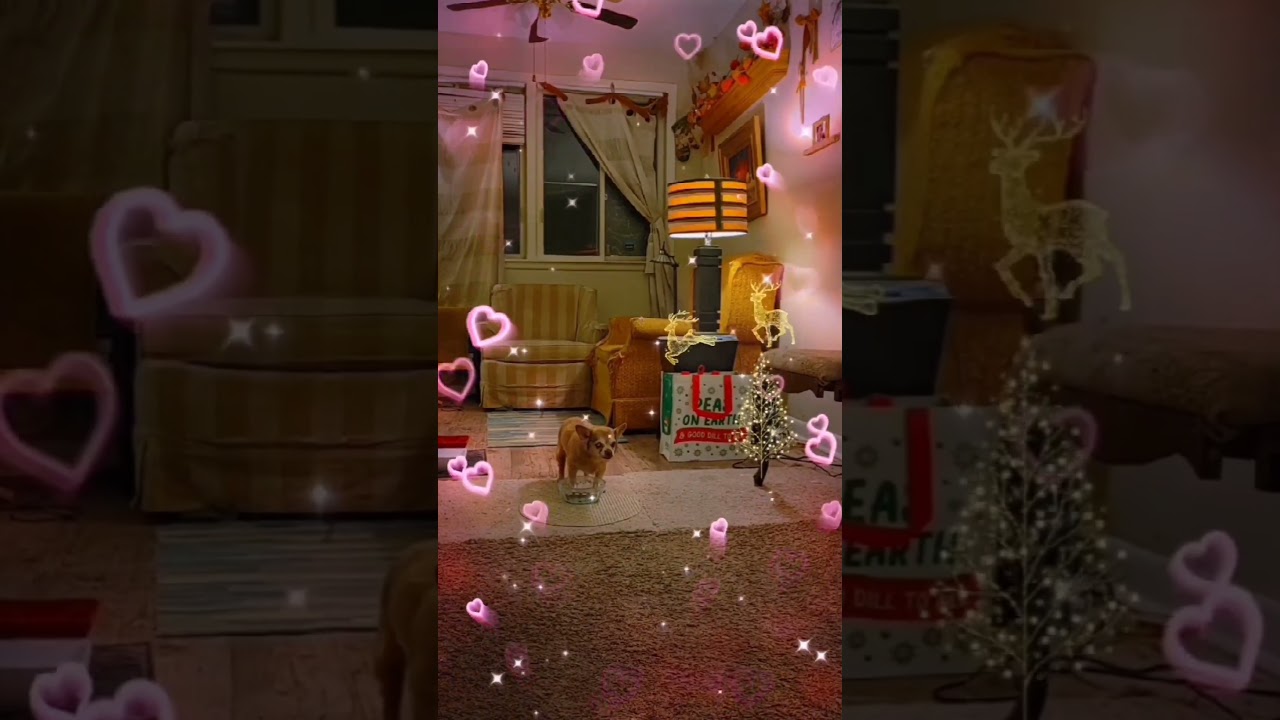 MY CHIHUAHUA ELFIE IS NUTS OVER 