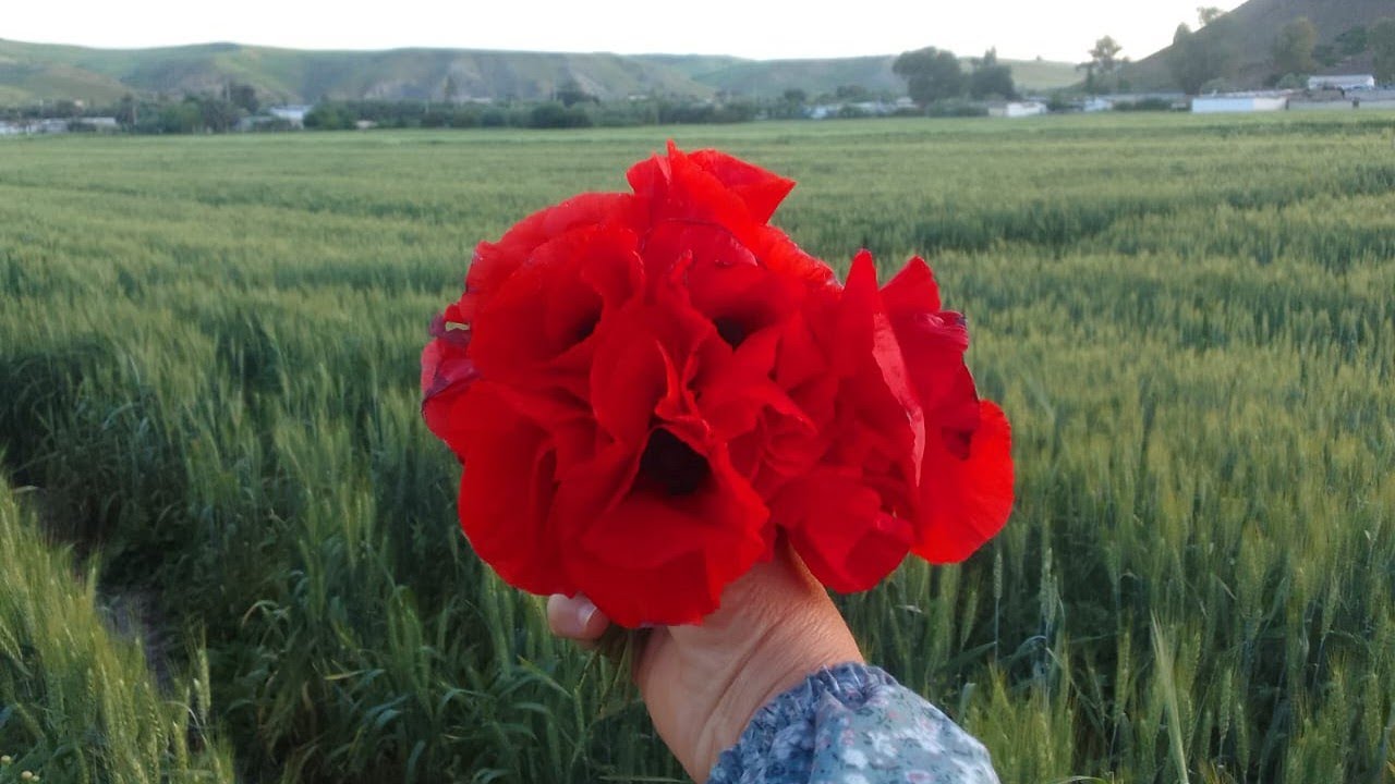 صباح الخير. الخوت. اهلا.  وسهلا.    بلجميع. الايك.  والبرطاج.  ودعم.  وشكرا