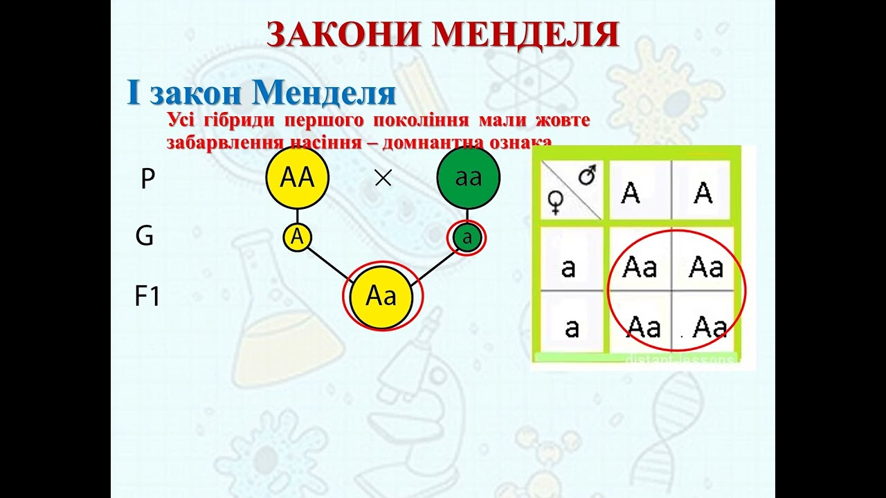 Генетика. Закони Менделя. Генетичні позначення та терміни #генетика #біологія #зно #мендель